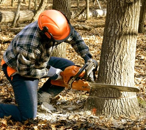 Tree Removal in Amsterdam, OH
